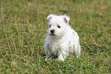 WESTIE 511